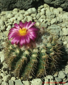 Notocactus cv. herterii    